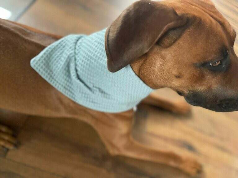 Hundehalstuch Waffelstoff – Personalisiert