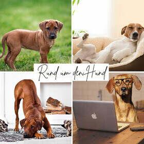 Rund um den Hund