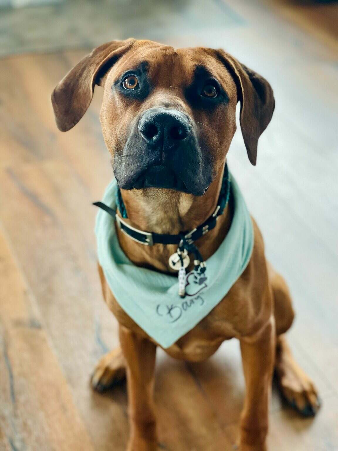 Hundehalstuch Musselin - Personalisiert