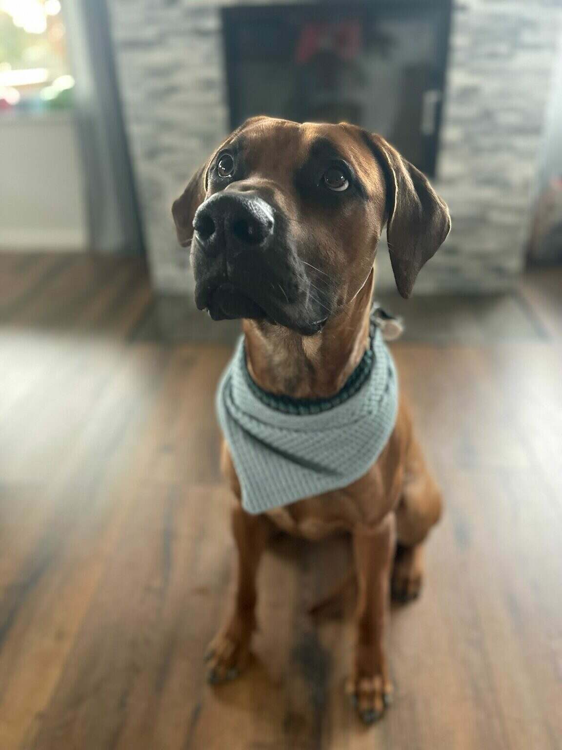 Hundehalstuch Waffelstoff – Personalisiert